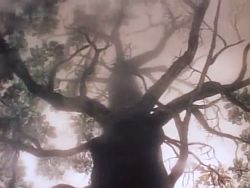 The Hedgehog in the Fog - Tree